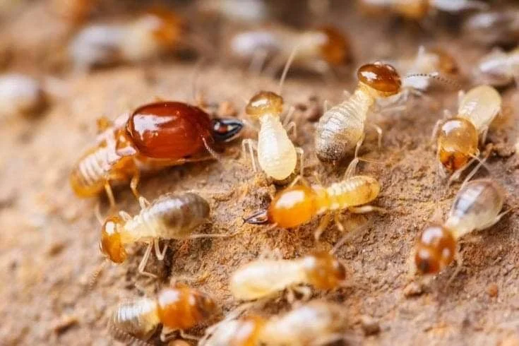 مكافحة النمل الأبيض